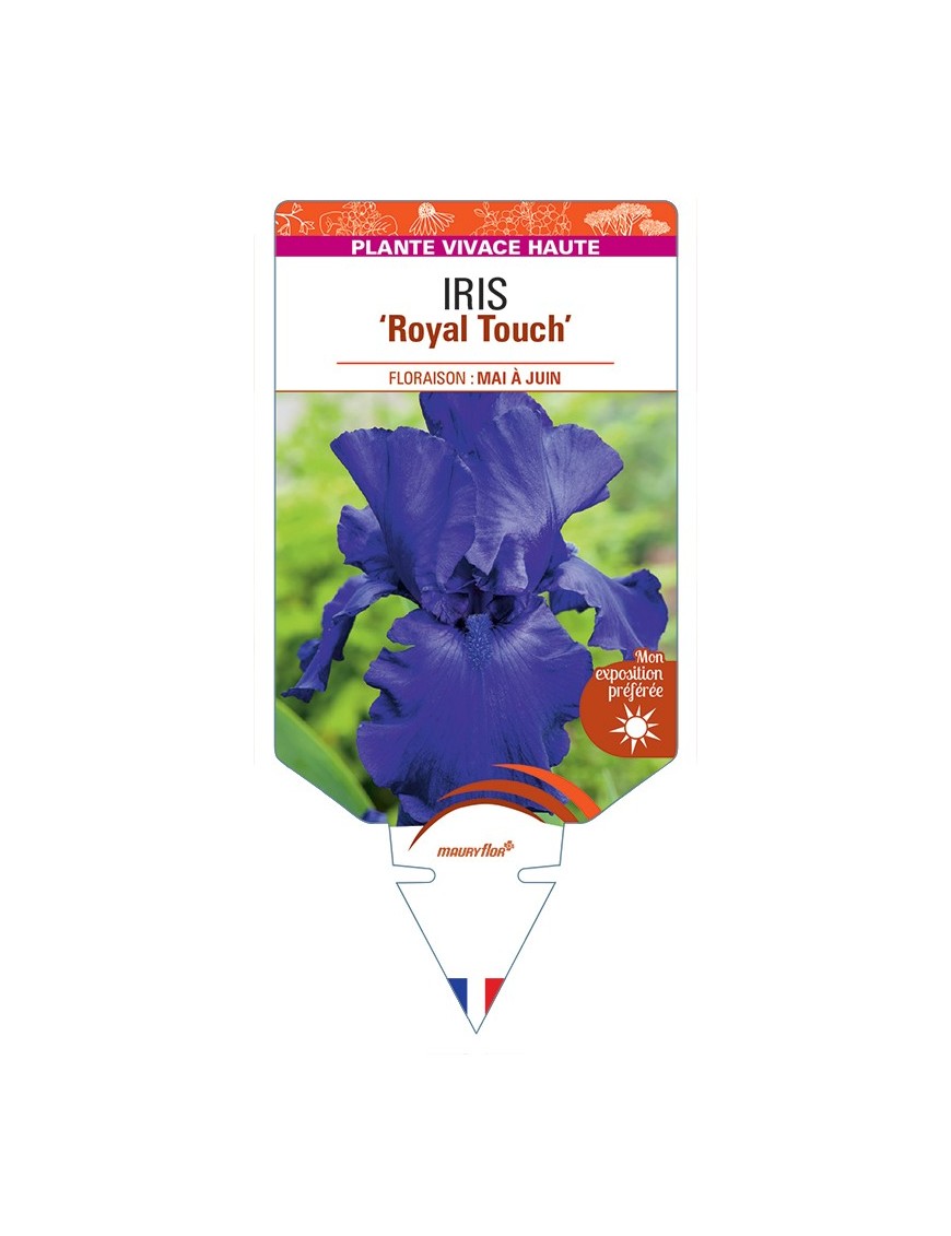 IRIS (germanica) Royal Touch