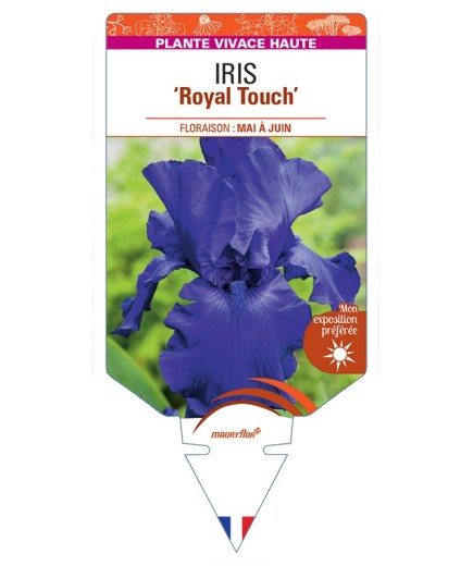 IRIS (germanica) Royal Touch