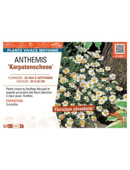 ANTHEMIS KARPATENSCHNEE