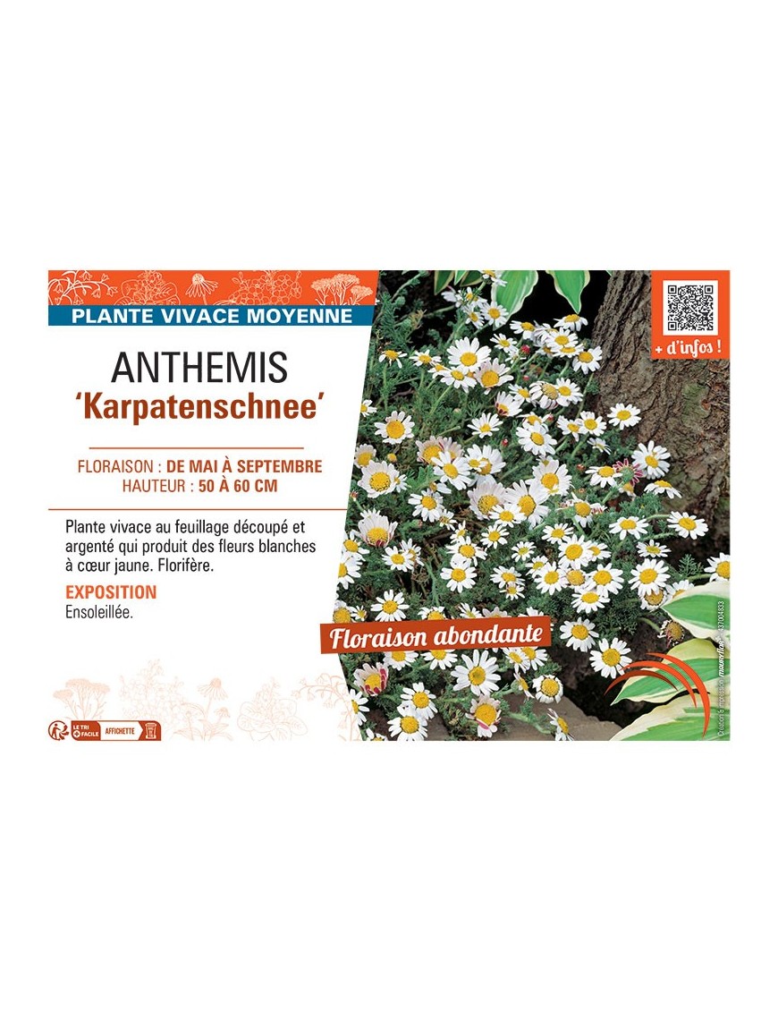 ANTHEMIS KARPATENSCHNEE