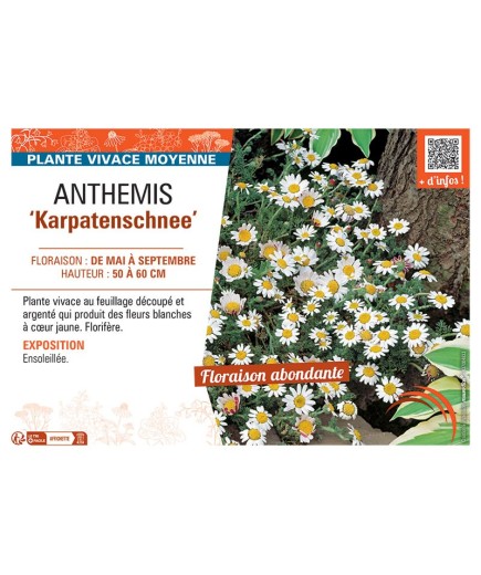 ANTHEMIS KARPATENSCHNEE