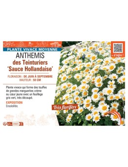 ANTHEMIS DES TEINTURIERS SAUCE HOLLANDAISE