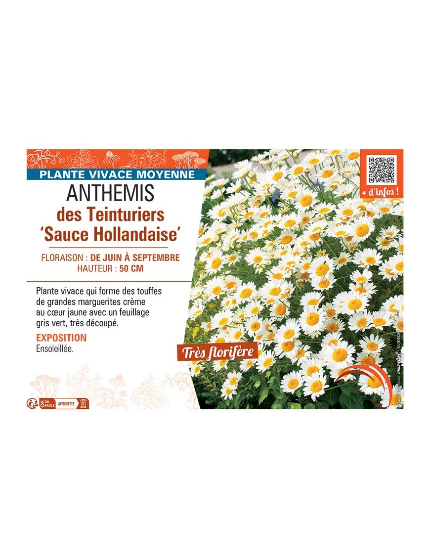 ANTHEMIS DES TEINTURIERS SAUCE HOLLANDAISE