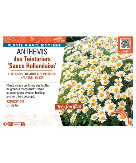 ANTHEMIS DES TEINTURIERS SAUCE HOLLANDAISE