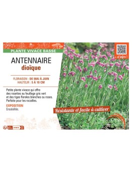 ANTENNAIRE DIOÏQUE