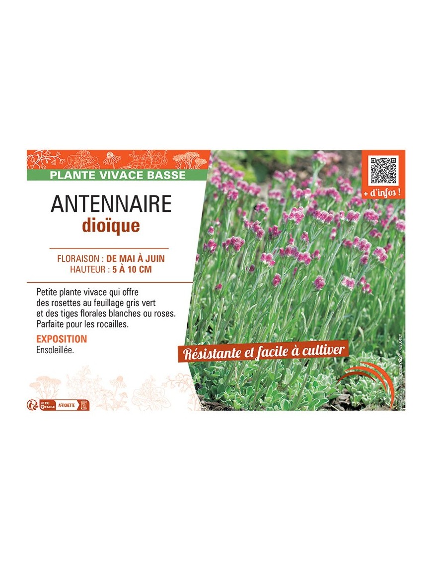 ANTENNAIRE DIOÏQUE
