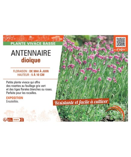ANTENNAIRE DIOÏQUE