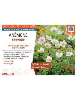 ANEMONE SYLVESTRIS ANEMONE SAUVAGE