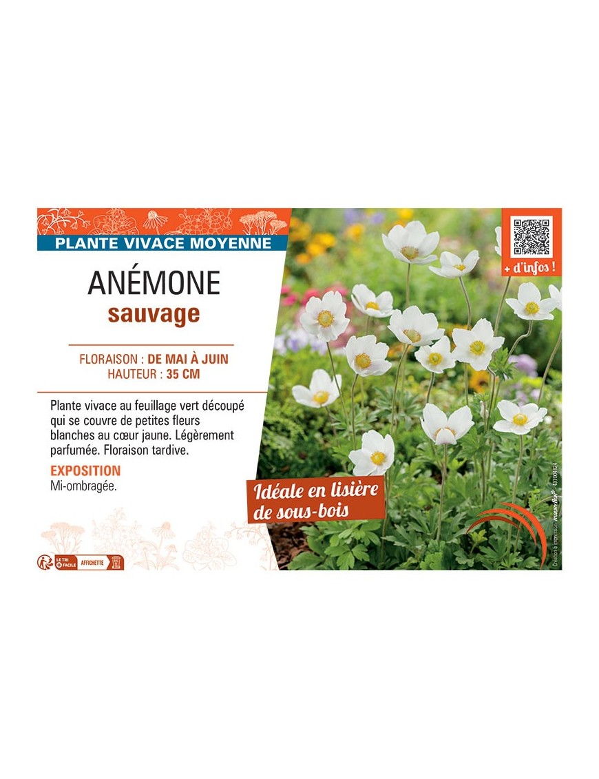 ANEMONE SYLVESTRIS ANEMONE SAUVAGE