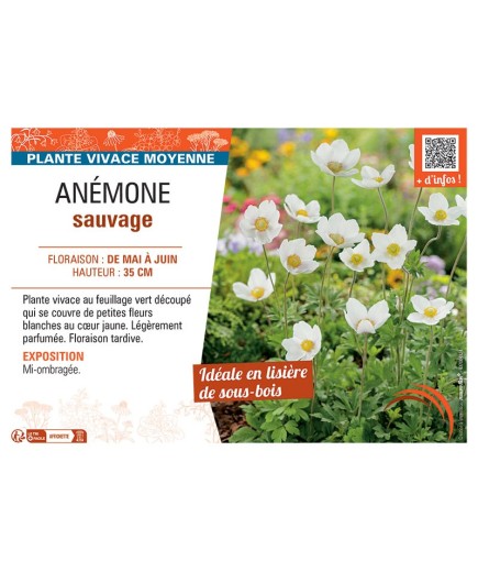 ANEMONE SYLVESTRIS ANEMONE SAUVAGE