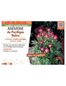 ANEMONE DU PACIFIQUE RUBRA