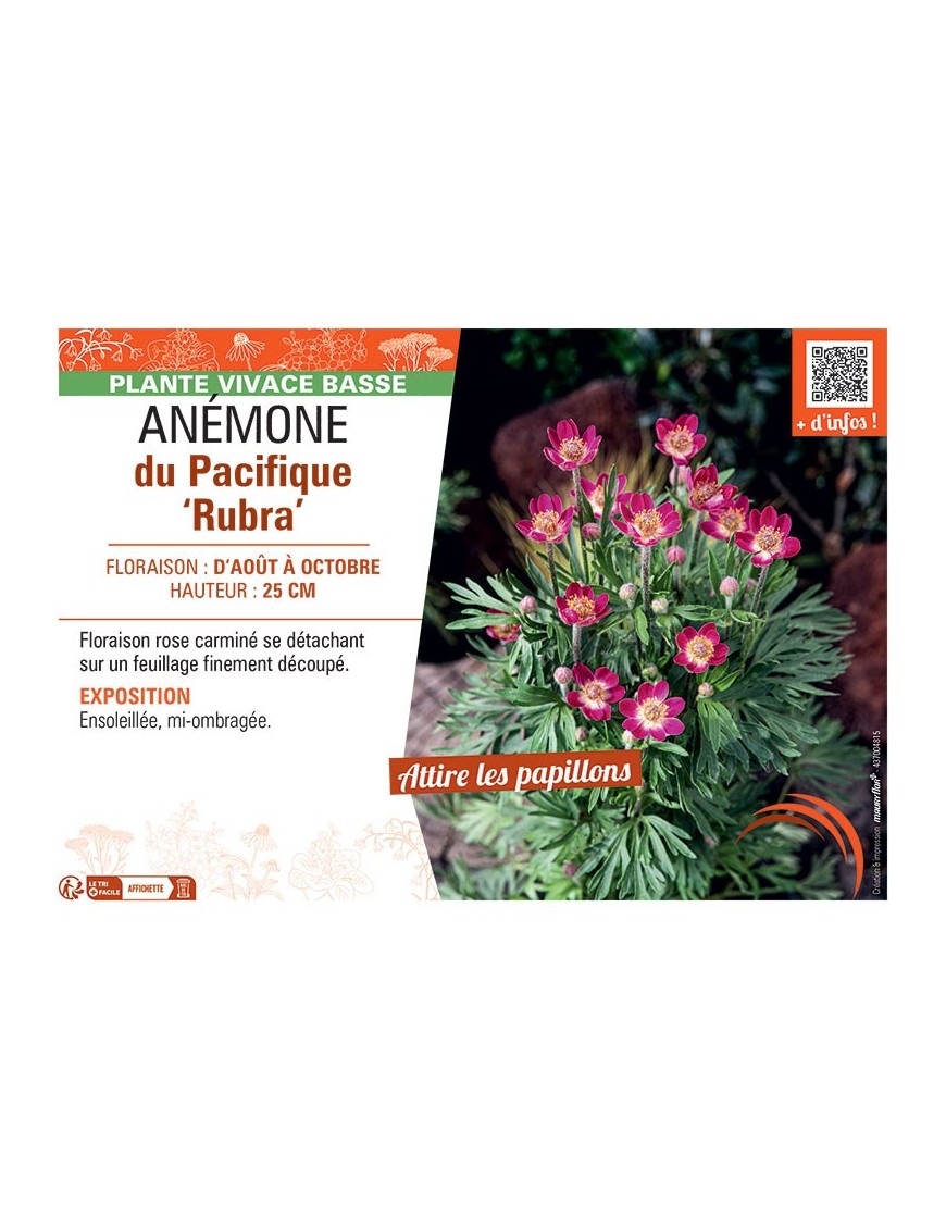 ANEMONE DU PACIFIQUE RUBRA