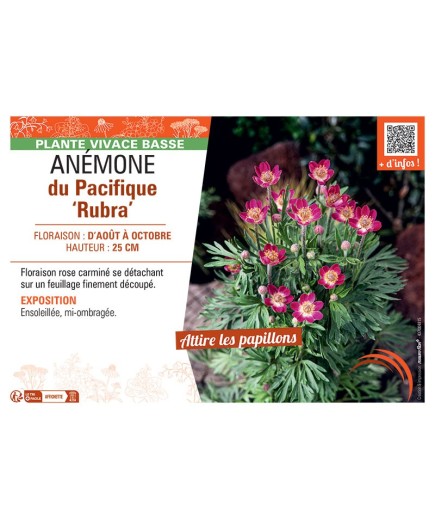 ANEMONE DU PACIFIQUE RUBRA