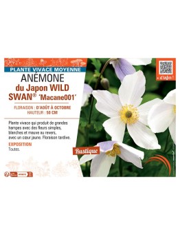 ANEMONE DU JAPON WILD SWAN® MACANE001