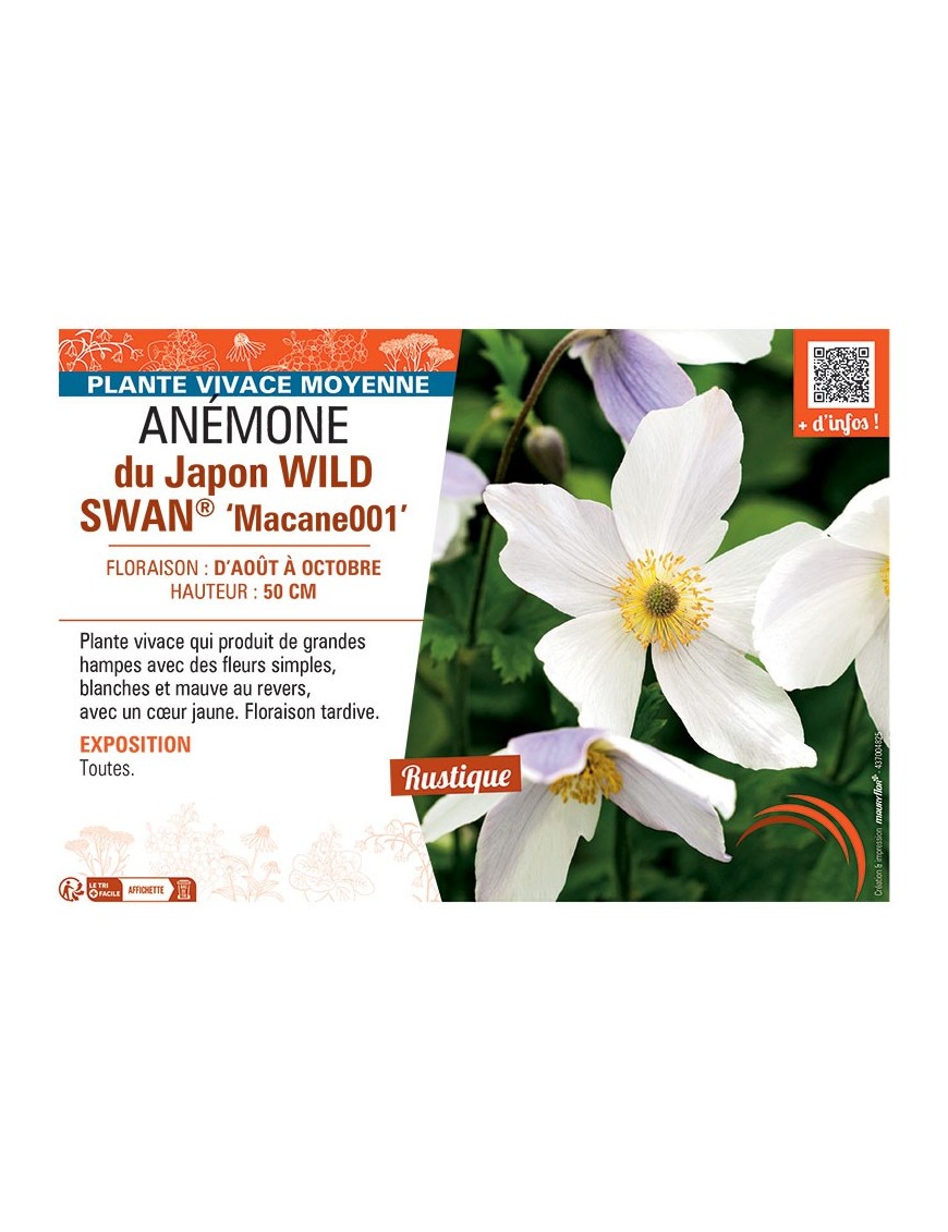 ANEMONE DU JAPON WILD SWAN® MACANE001