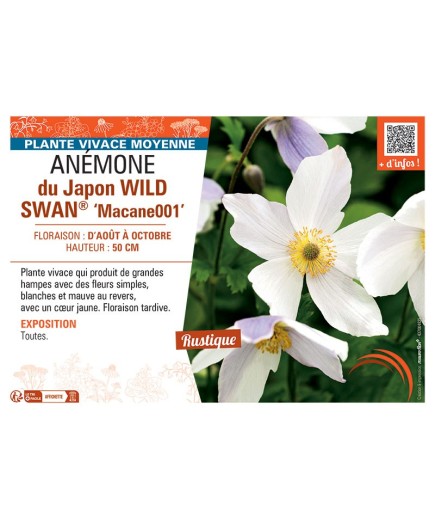 ANEMONE DU JAPON WILD SWAN® MACANE001