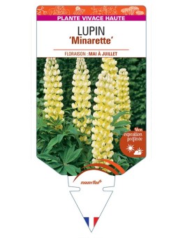 LUPINUS 'Minarette' (jaune) *