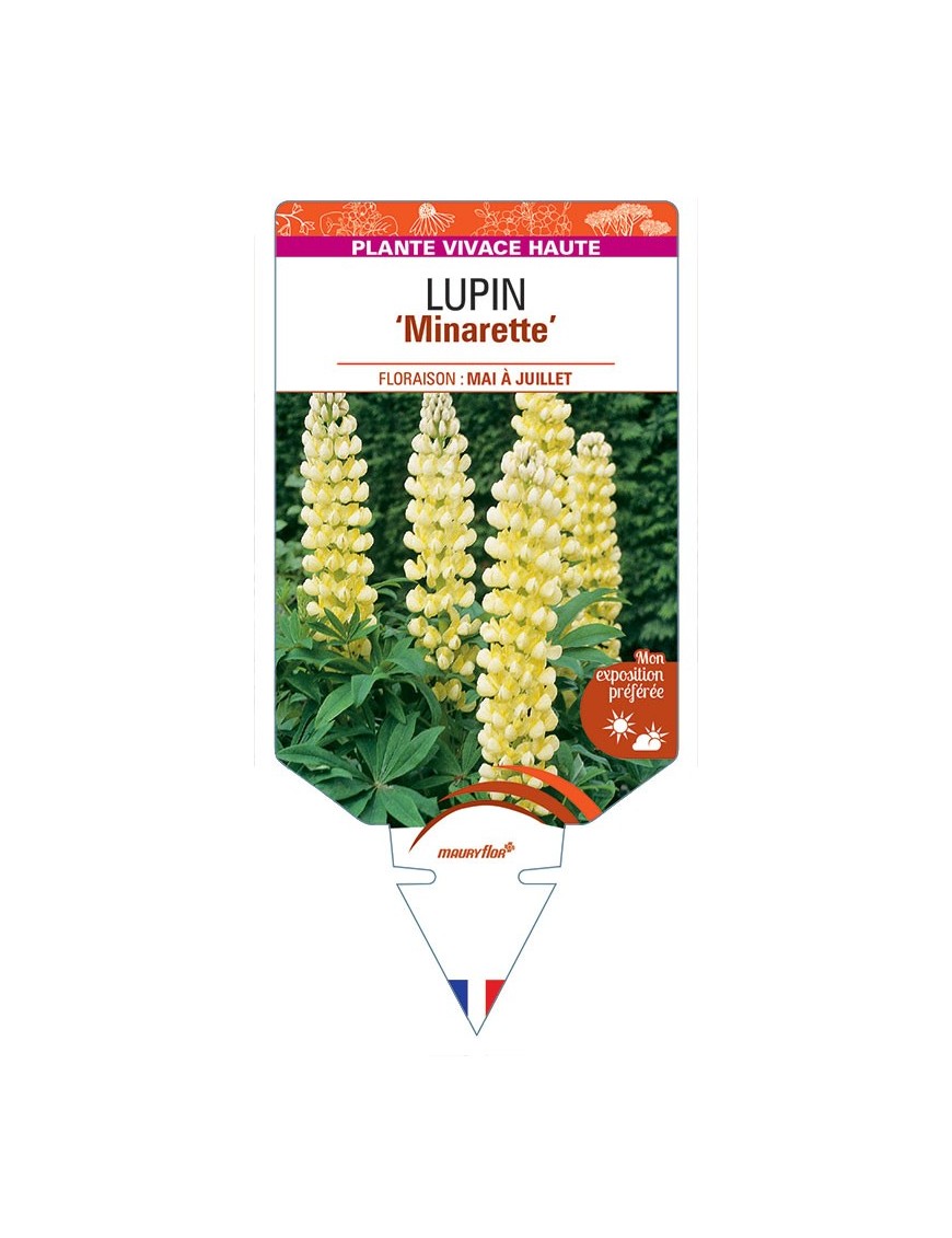 LUPINUS 'Minarette' (jaune) *