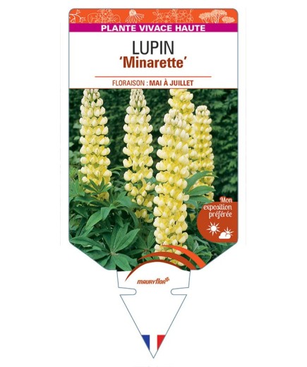 LUPINUS 'Minarette' (jaune) *