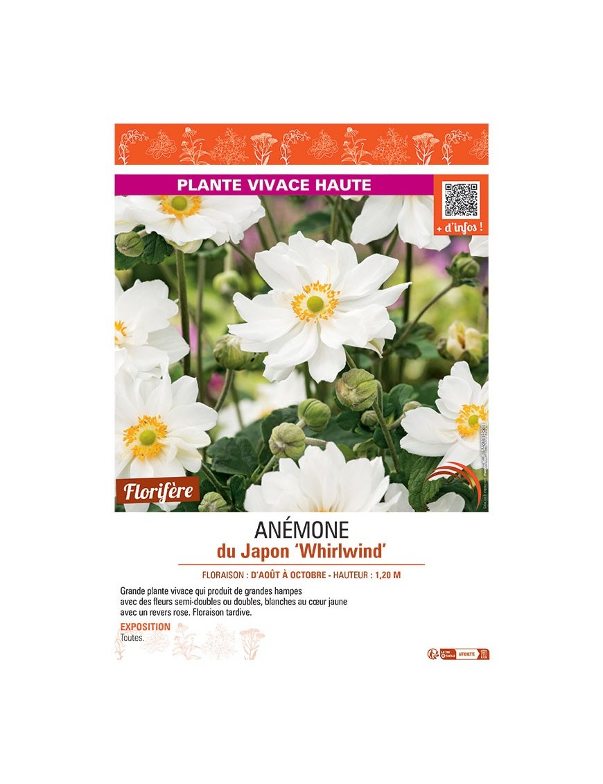 ANEMONE DU JAPON WHIRLWIND
