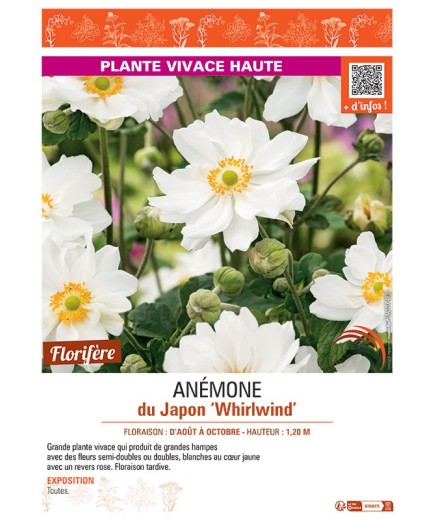 ANEMONE DU JAPON WHIRLWIND