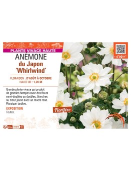 ANEMONE DU JAPON WHIRLWIND