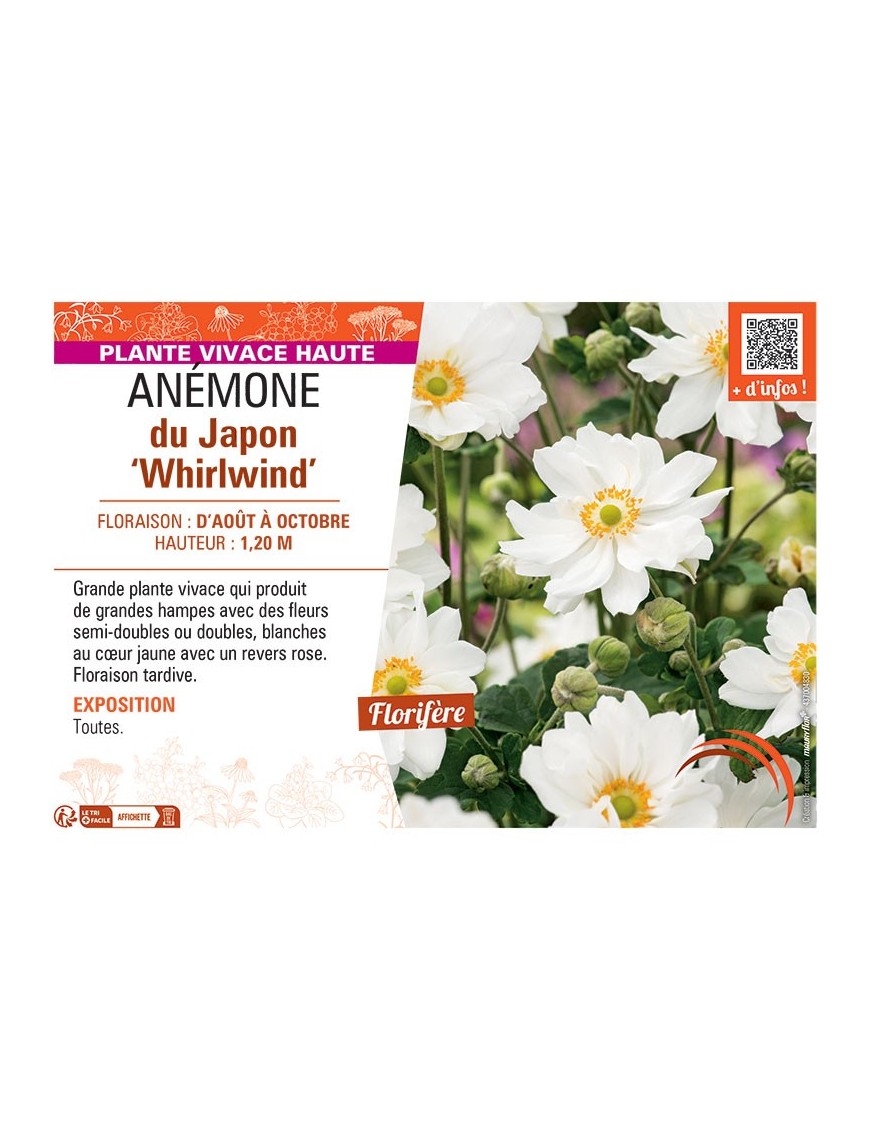 ANEMONE DU JAPON WHIRLWIND