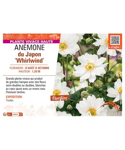 ANEMONE DU JAPON WHIRLWIND