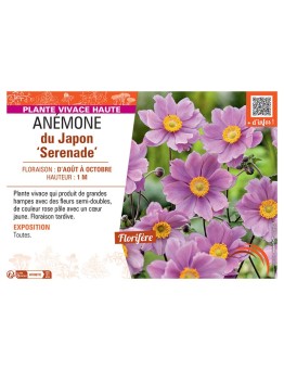 ANEMONE DU JAPON SERENADE