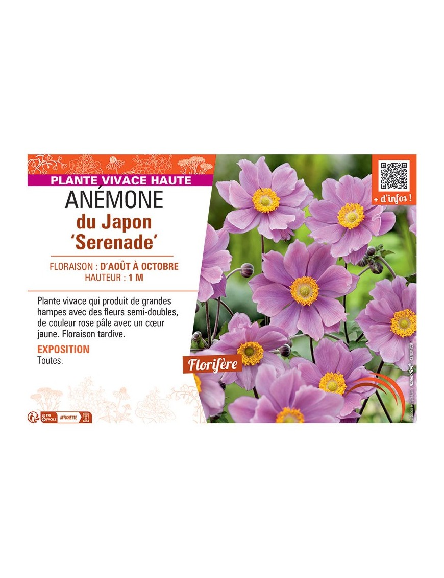 ANEMONE DU JAPON SERENADE