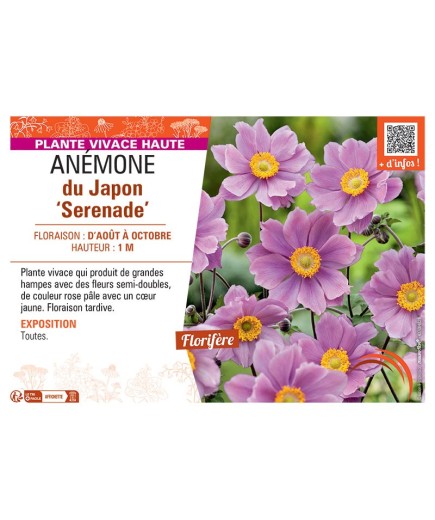 ANEMONE DU JAPON SERENADE