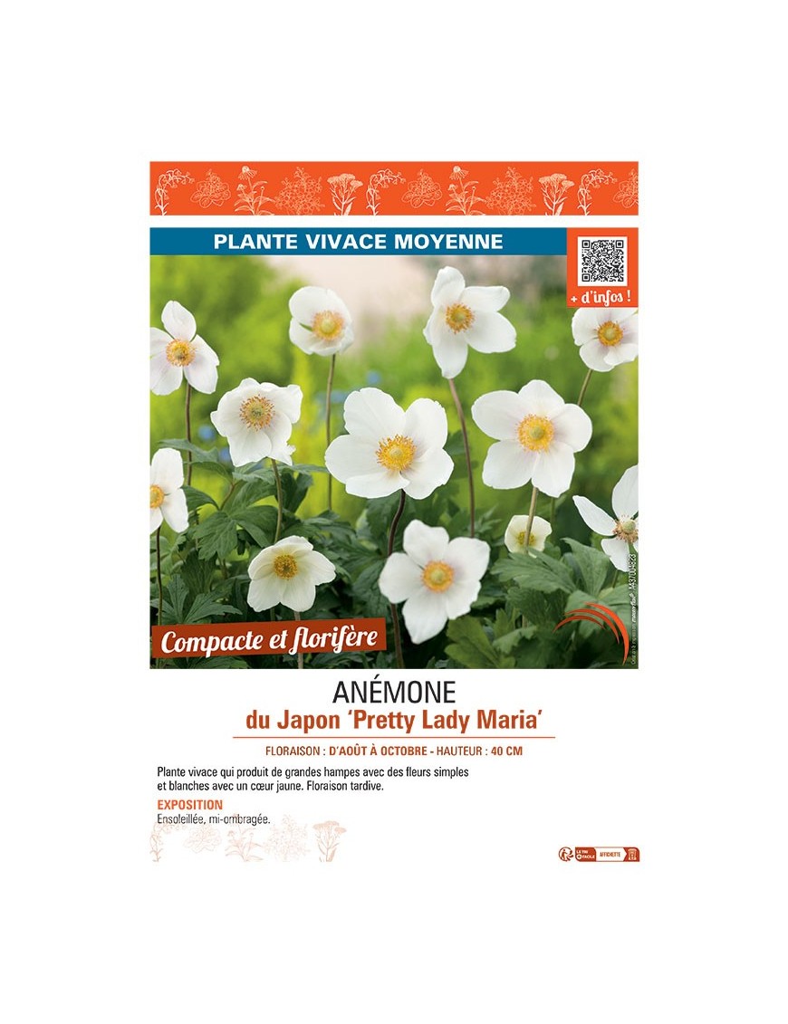 ANEMONE DU JAPON PRETTY LADY MARIA