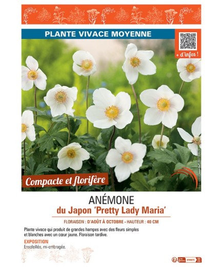 ANEMONE DU JAPON PRETTY LADY MARIA