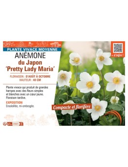 ANEMONE DU JAPON PRETTY LADY MARIA