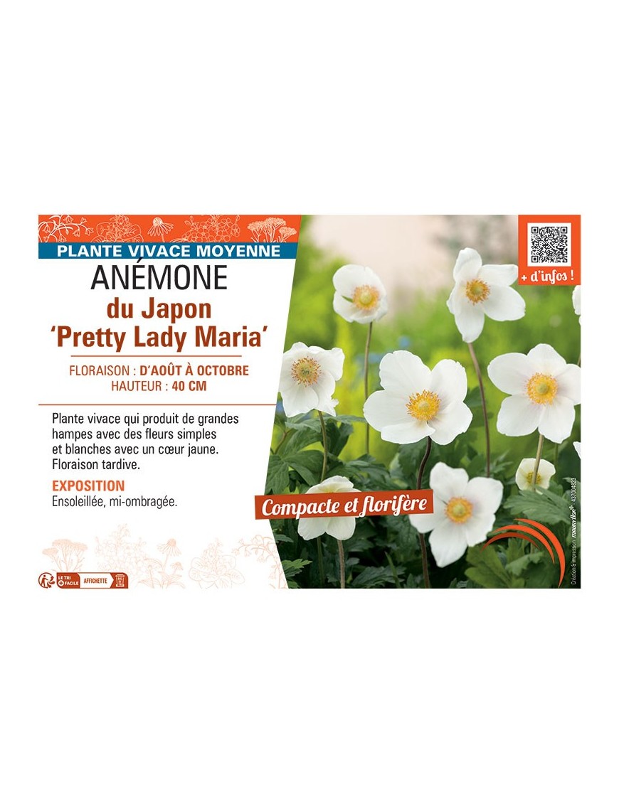 ANEMONE DU JAPON PRETTY LADY MARIA