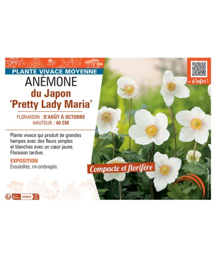 ANEMONE DU JAPON PRETTY LADY MARIA