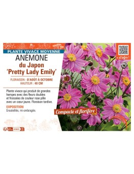 ANEMONE DU JAPON PRETTY LADY EMILY