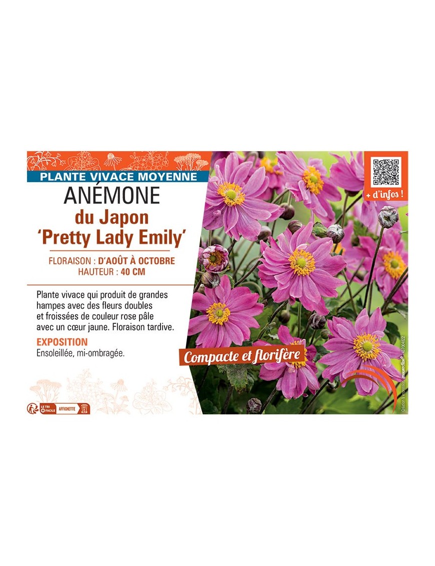 ANEMONE DU JAPON PRETTY LADY EMILY