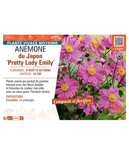ANEMONE DU JAPON PRETTY LADY EMILY