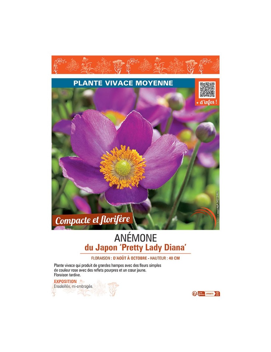 ANEMONE DU JAPON PRETTY LADY DIANA