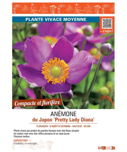 ANEMONE DU JAPON PRETTY LADY DIANA