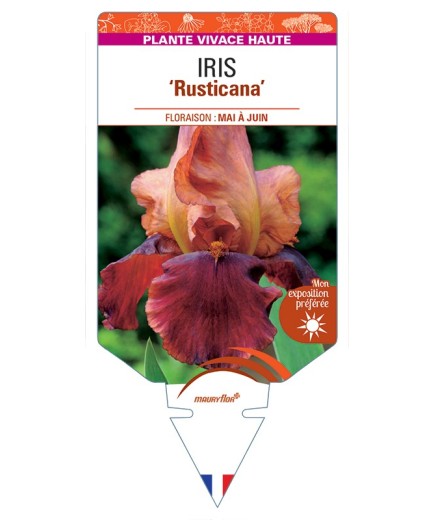 IRIS (germanica) Rusticana