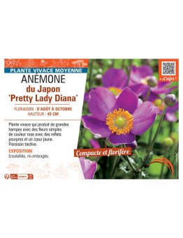 ANEMONE DU JAPON PRETTY LADY DIANA