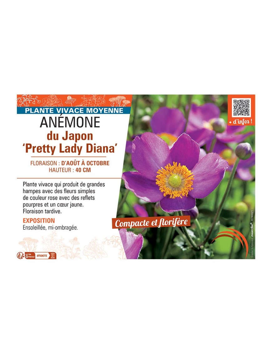 ANEMONE DU JAPON PRETTY LADY DIANA