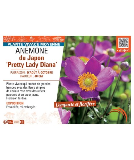 ANEMONE DU JAPON PRETTY LADY DIANA