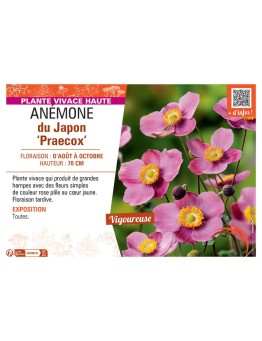 ANEMONE DU JAPON PRAECOX