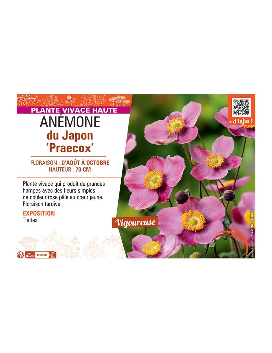 ANEMONE DU JAPON PRAECOX