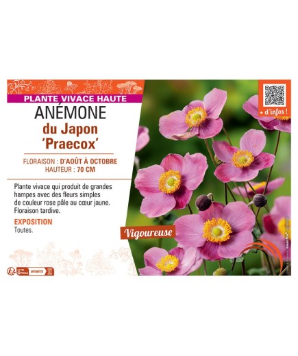 ANEMONE DU JAPON PRAECOX