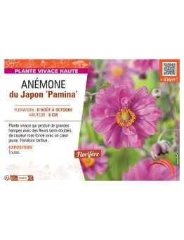 ANEMONE DU JAPON PAMINA