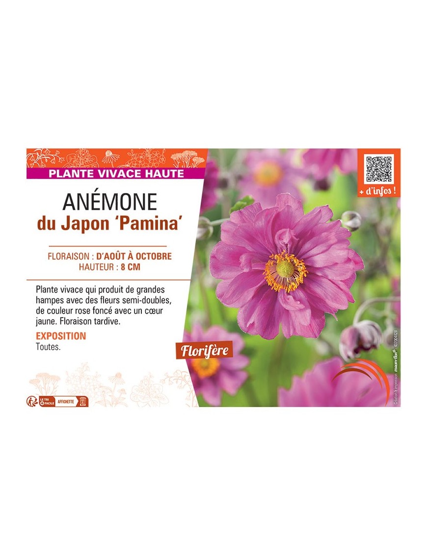 ANEMONE DU JAPON PAMINA